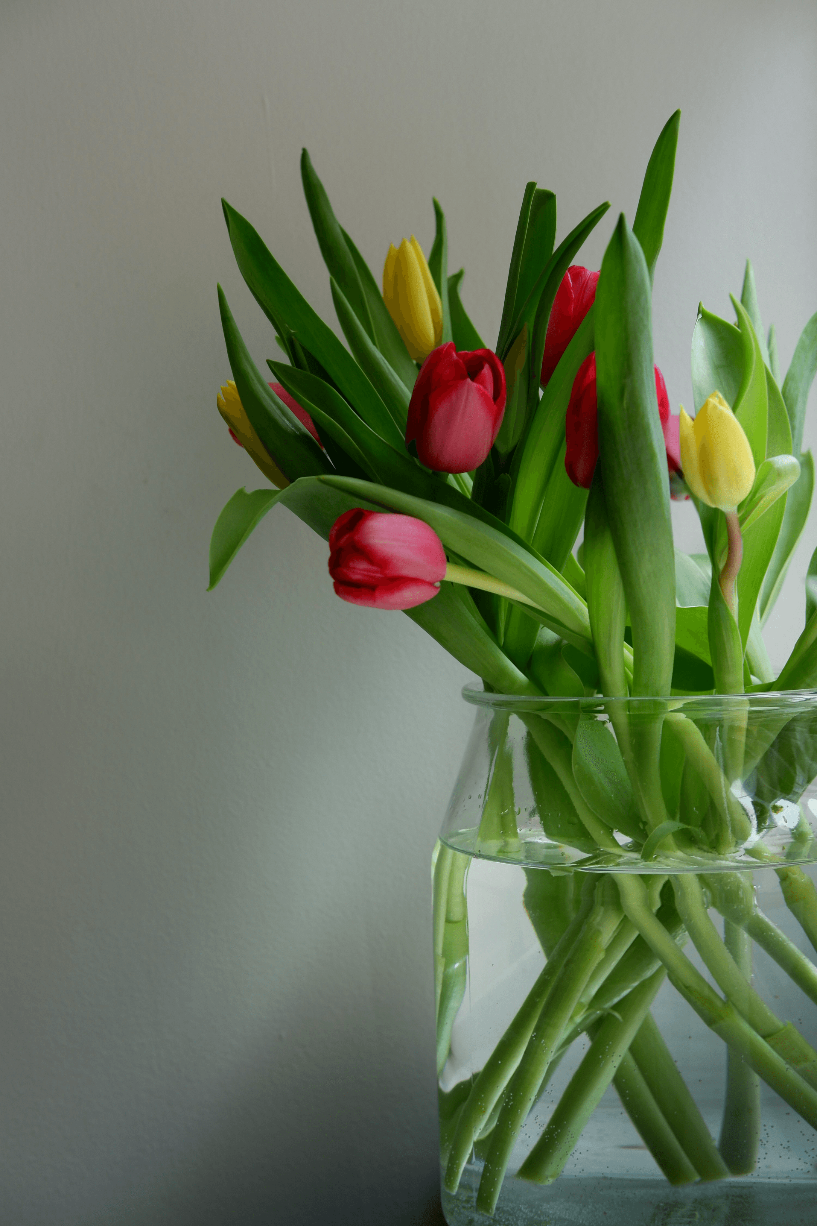 Bouquet of tulips