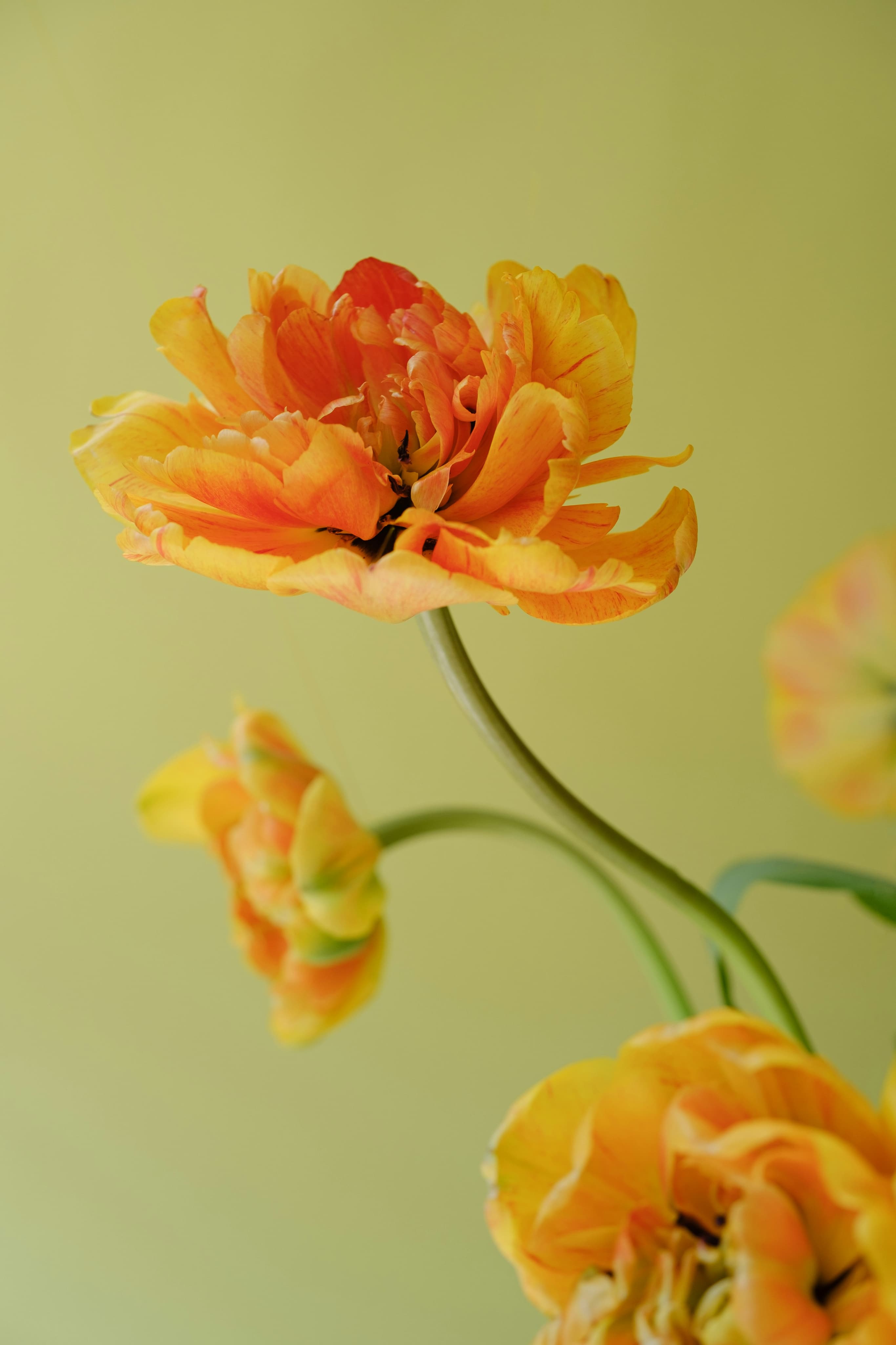Orange flower background