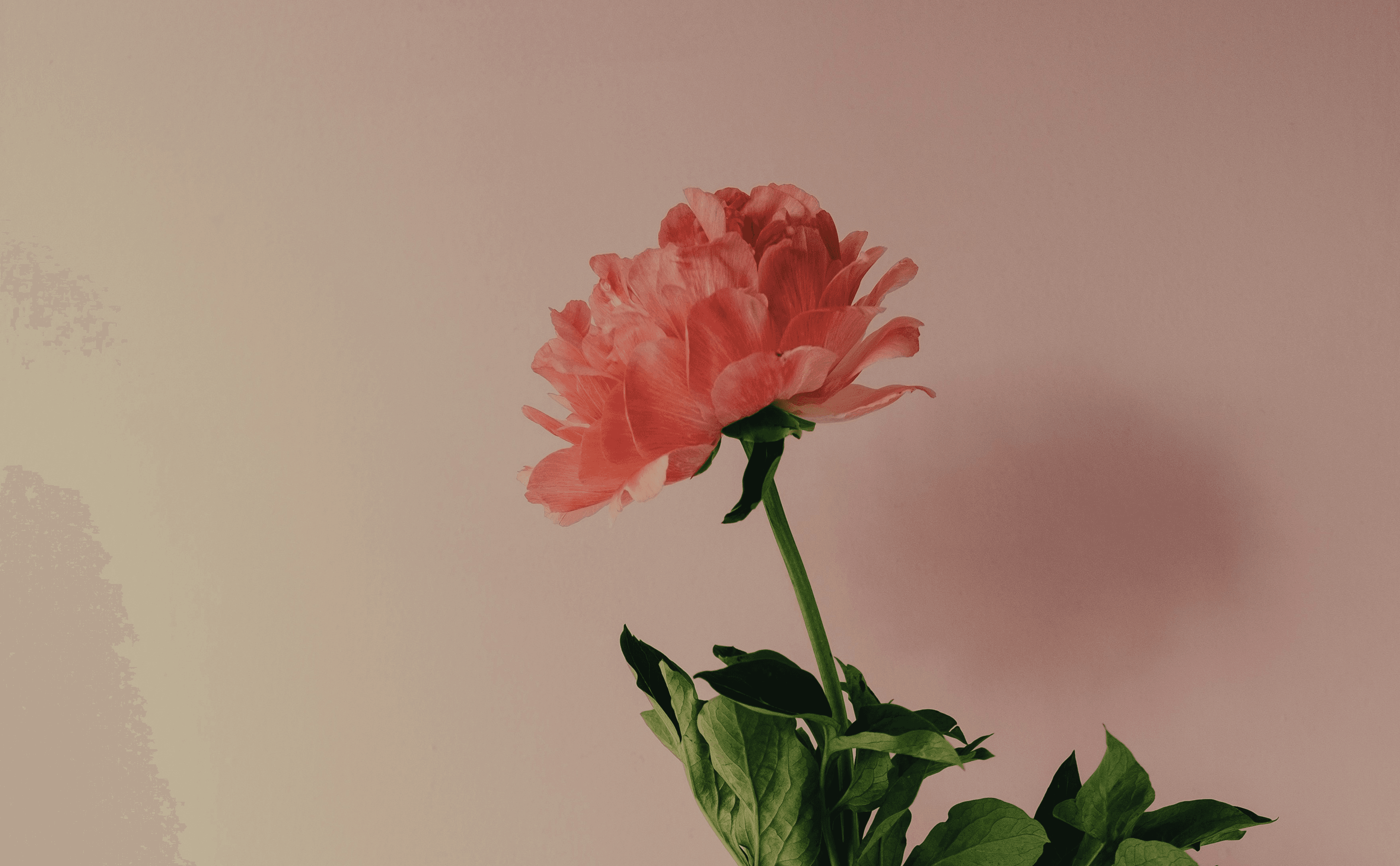 Rose flower in soft background